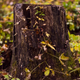 Illustration for article titled Game of Stumps
